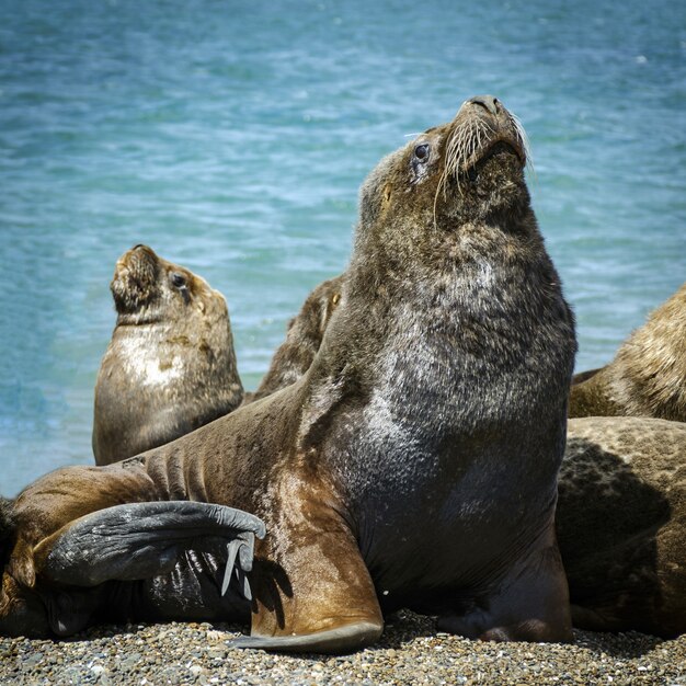 Closeup shot of California sea lion