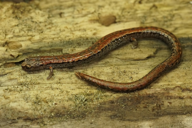 Colpo del primo piano della salamandra snella della california su una superficie di legno