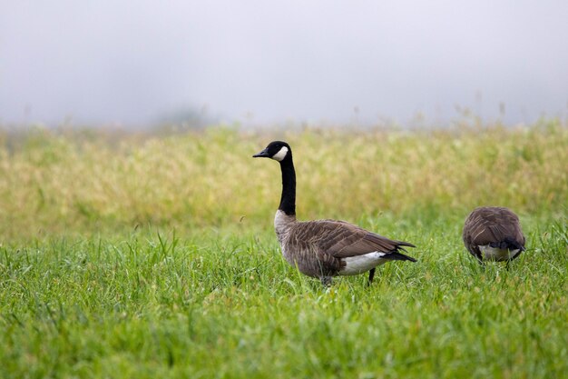 Closeup shot of Canada geese walking on a grass