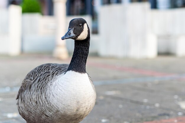 Closeup shot of a Canadian goose on a harbor