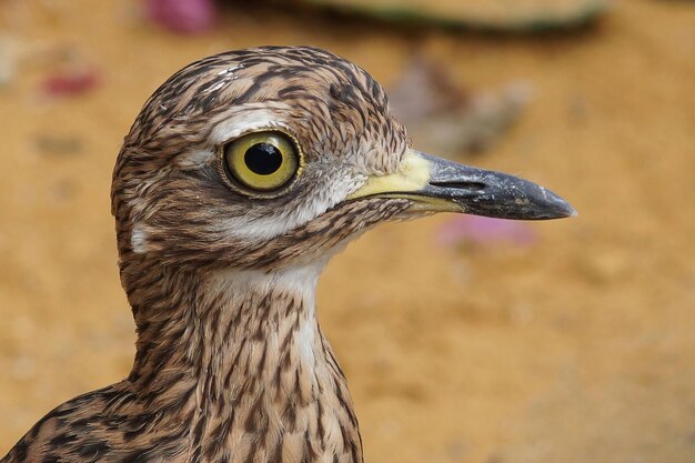 Closeup shot of the Cape thick-knee spotted dikkop