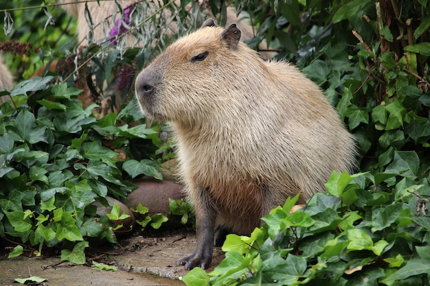 Closeup shot of a Capybara in the greenery