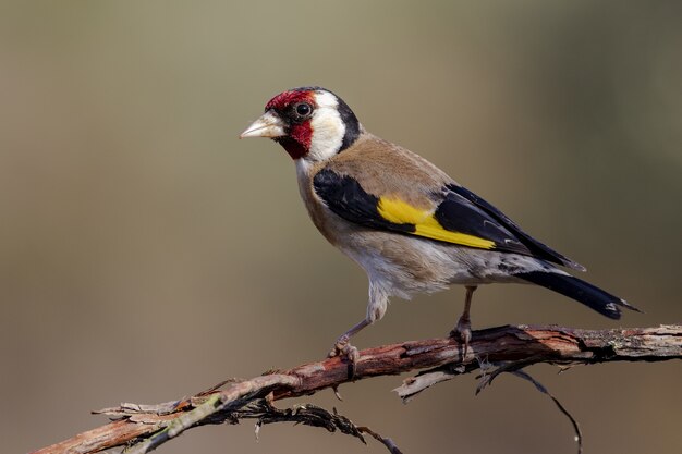 Closeup shot of a Carduelis perched on a tree branch