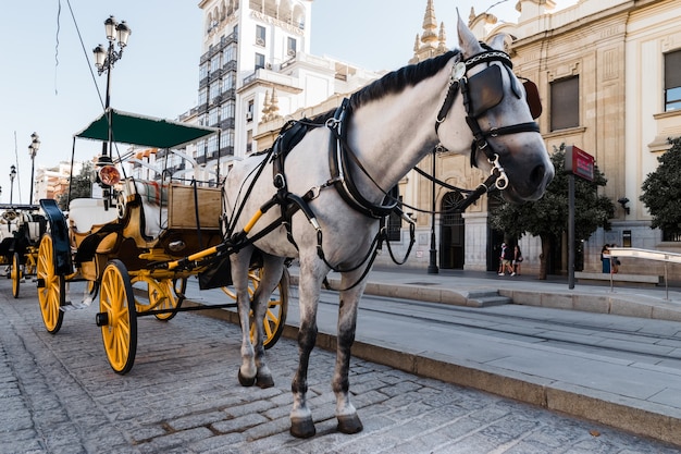 Снимок кареты с белой лошадью в старом городе крупным планом