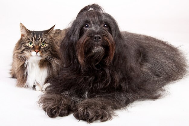 Closeup shot of a cat and a dog isolated on white