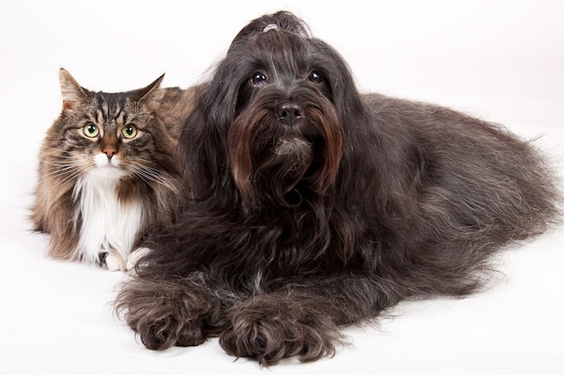 白で隔離の猫と犬のクローズアップショット