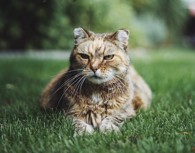 Closeup shot of a cat in a garden during the day