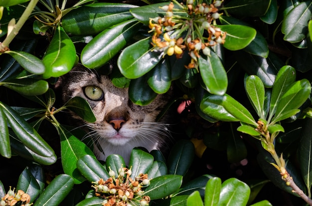 Foto gratuita primo piano di un gatto sotto le foglie verdi