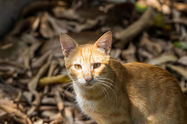 Closeup shot of a cat looking at the camera