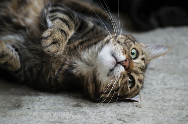 Closeup shot of a cat lying down on the ground