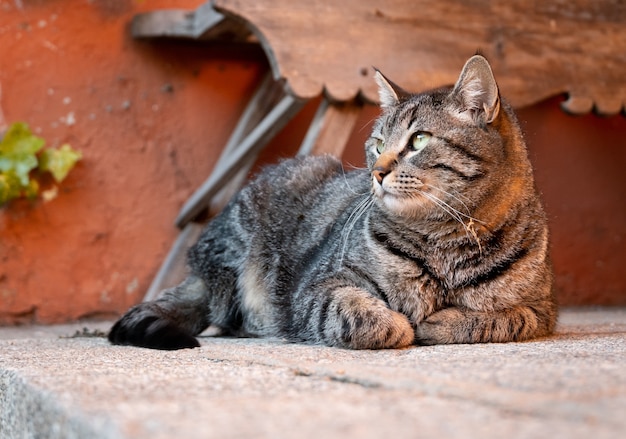 地面に座っている黒と白のパターンを持つ猫のクローズアップショット