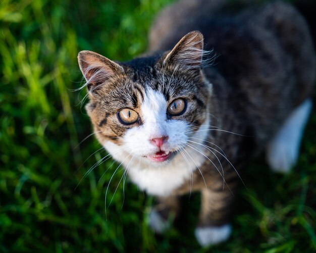 Closeup shot of a cat