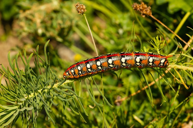 Closeup shot of a caterpillar on a nutritional plant