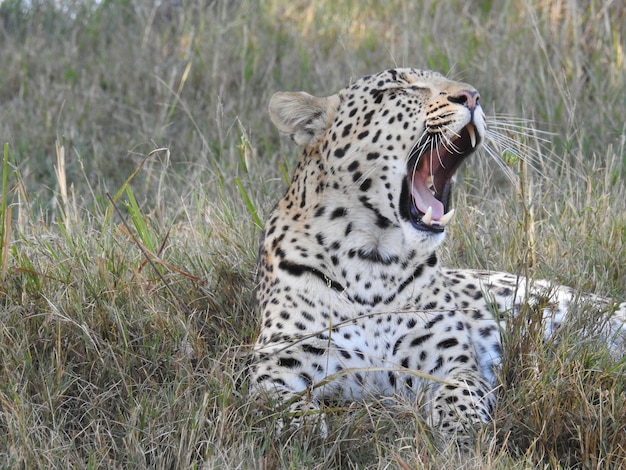 Closeup shot of a cheetah sitting on the greenery in safari