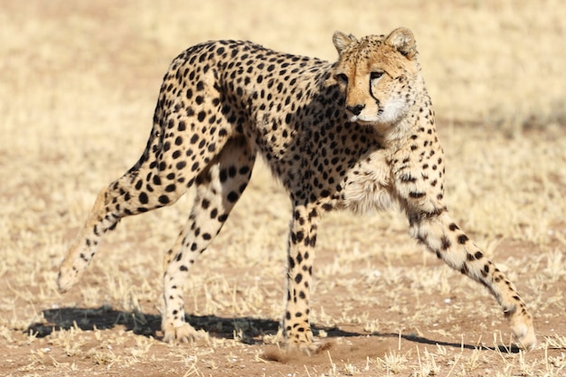 Free photo closeup shot of a cheetah springing into action