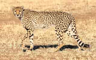 Free photo closeup shot of a cheetah walking on the savanna plane of nambia