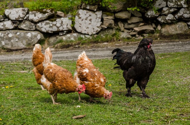 Closeup shot of chickens on the ground covered in greenery surrounded by rocks under the sunlight