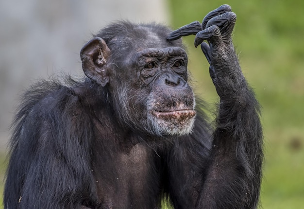 思考姿勢をとるチンパンジーのクローズアップショット