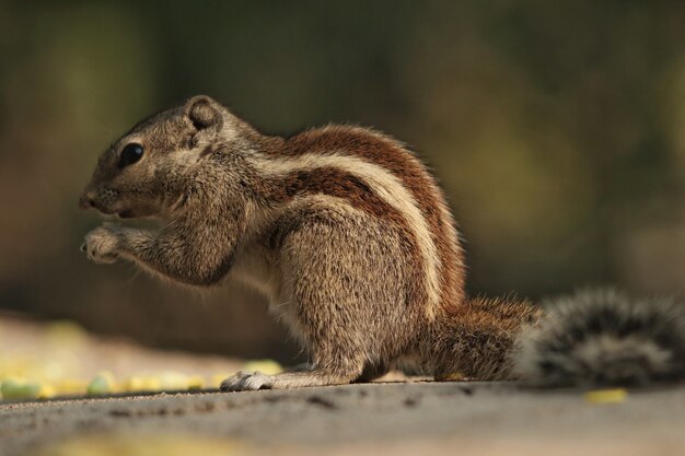Closeup shot of a chipmunk eating a nut