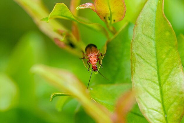 ぼやけた背景と緑の植物の蝉のクローズアップショット