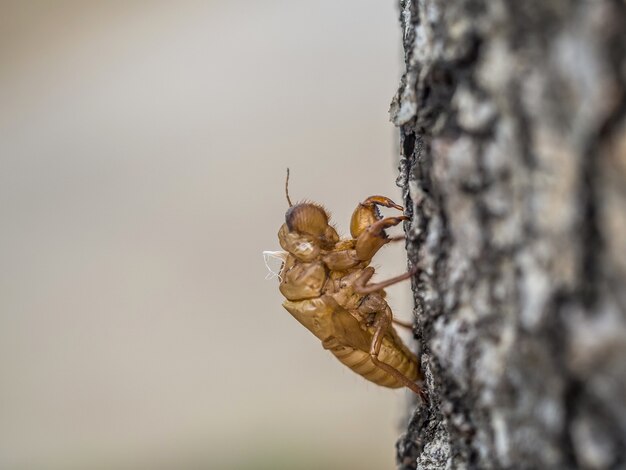 Closeup shot of cicada molting insect stick on a tree