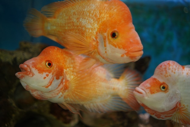 Closeup shot of cichlid fishes swims in the aquarium