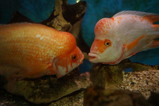 Closeup shot of cichlid fishes swims in the aquarium