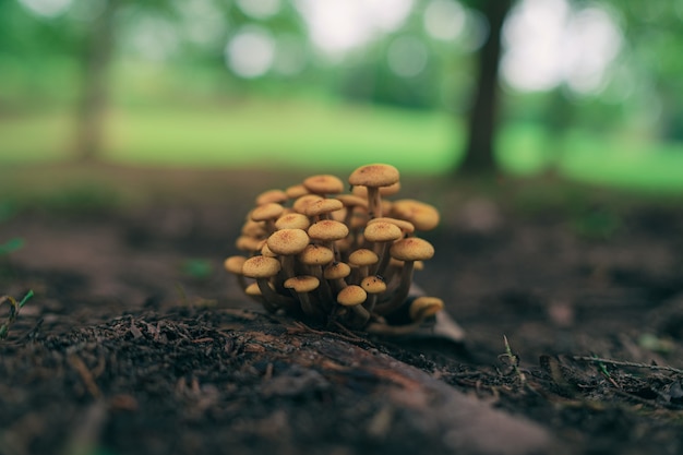 Снимок крупным планом кластера крошечных грибов, растущих в лесу