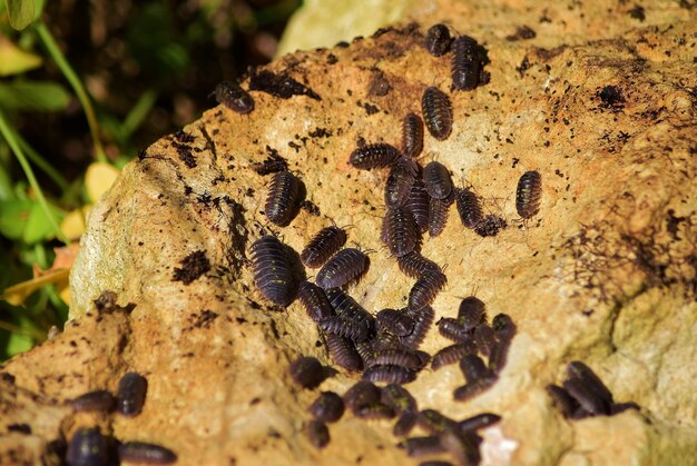 Closeup shot of a colony of woodlice on a rock in the Maltese countryside