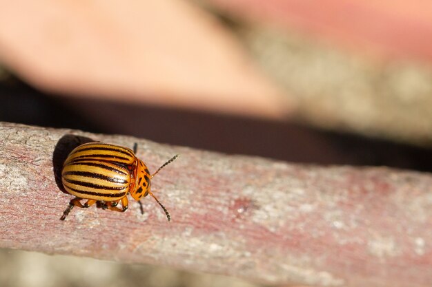 Closeup shot of a Colorado potato  beetle on a tree surface