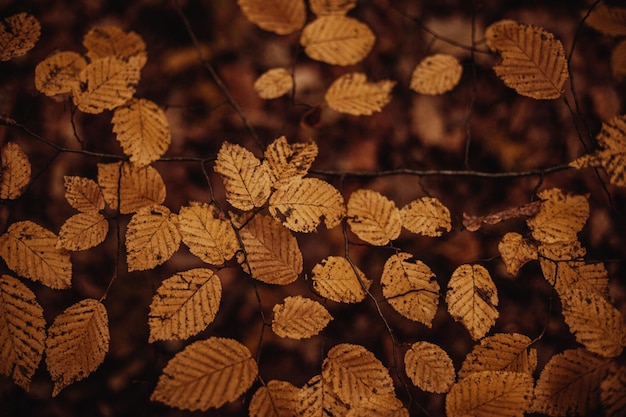 Closeup shot of colorful autumn leaves on branches