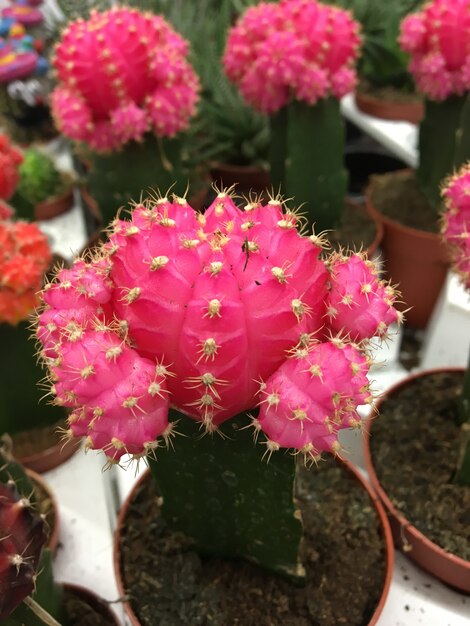 Closeup shot of colorful and beautiful cactuses or cacti indoors