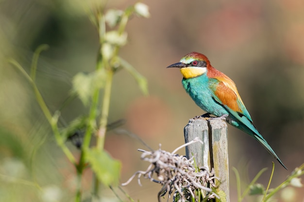 Closeup shot of a colorful bee-eater on a piece of wood