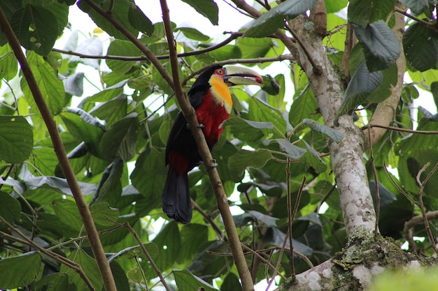 Closeup shot of a colorful cute toucan bird perched on a branch of a tree eating a red berry