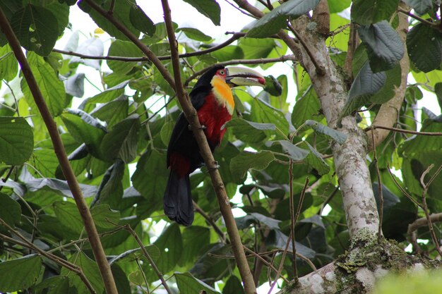 Closeup shot of a colorful cute toucan bird perched on a branch of a tree eating a red berry