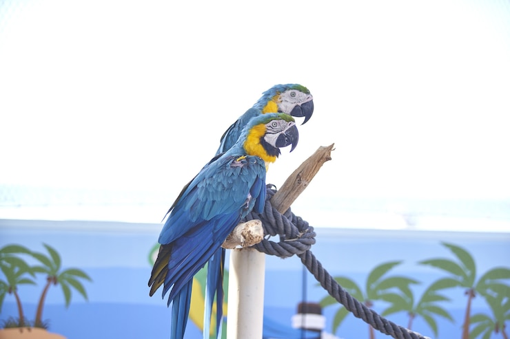 無料Photo カラフルなコンゴウインコのクローズアップショット