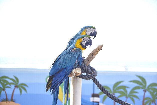 Closeup shot of colorful macaws