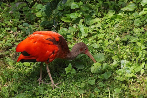 Closeup shot of the colorful ruby red scarlet ibis, Eudocimus ruber