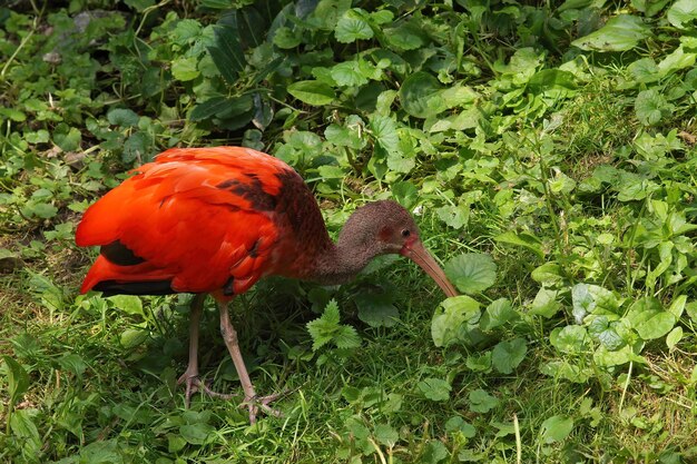 Closeup shot of the colorful ruby red scarlet ibis, Eudocimus ruber