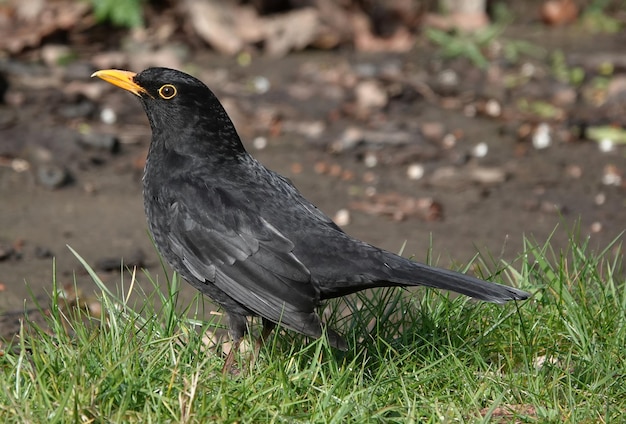 Closeup shot of a common blackbird perched on a meadow