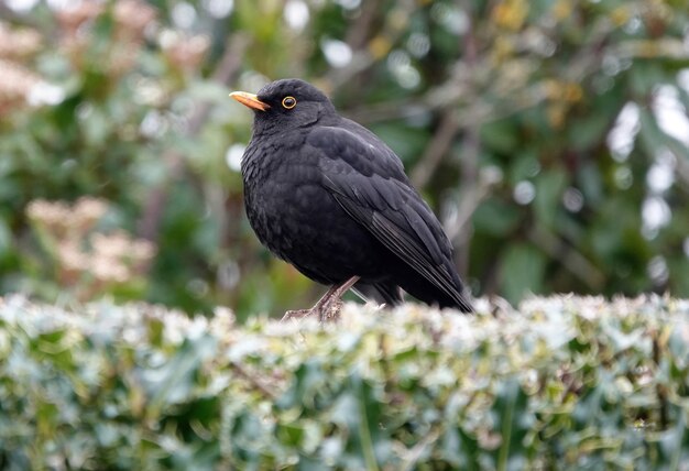 Closeup shot of a common blackbird