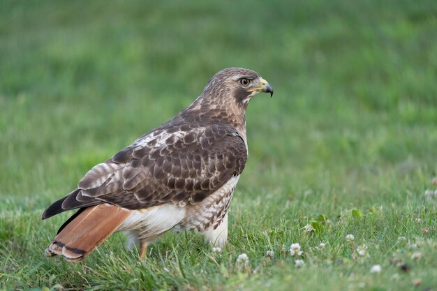 Closeup shot of a Common buzzard bird standing on grassland and looking forward