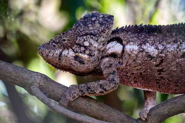 Closeup shot of a common chameleon with a blurred