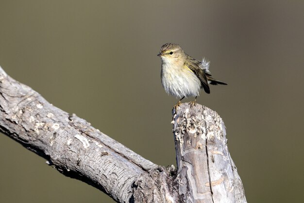 Крупным планом вид обыкновенного лука-оленя, Phylloscopus collybita, сидящего на ветке