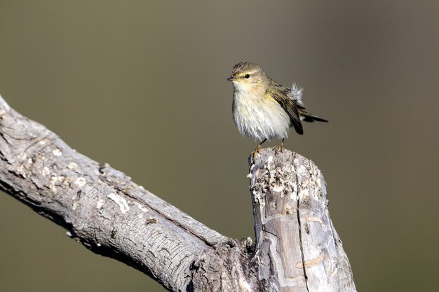 A closeup shot of a Common chiffchaff, Phylloscopus collybita perched on a branch
