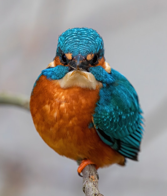 Closeup shot of a common kingfisher bird on a branch