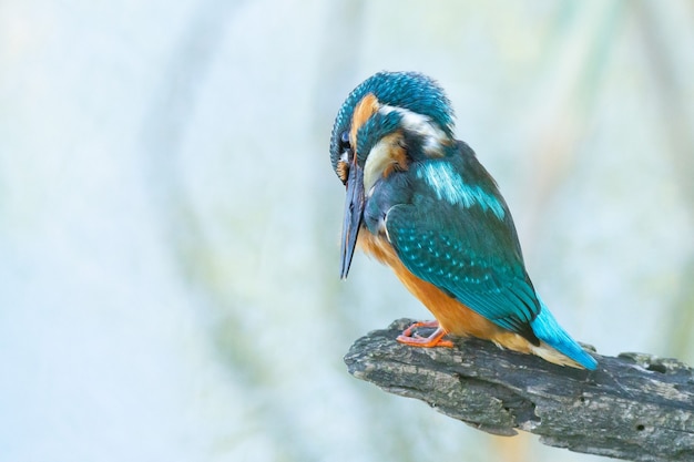 Closeup shot of a common kingfisher bird perched on a branch fixing its plumage