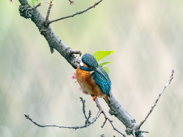 Foto gratuita primo piano di un martin pescatore comune in un parco giapponese su uno sfondo sfocato