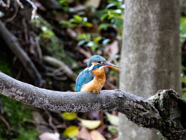 Closeup shot of common kingfisher perched on a tree branch