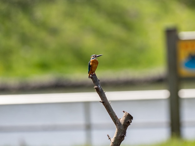 木の枝にとまるカワセミのクローズアップショット